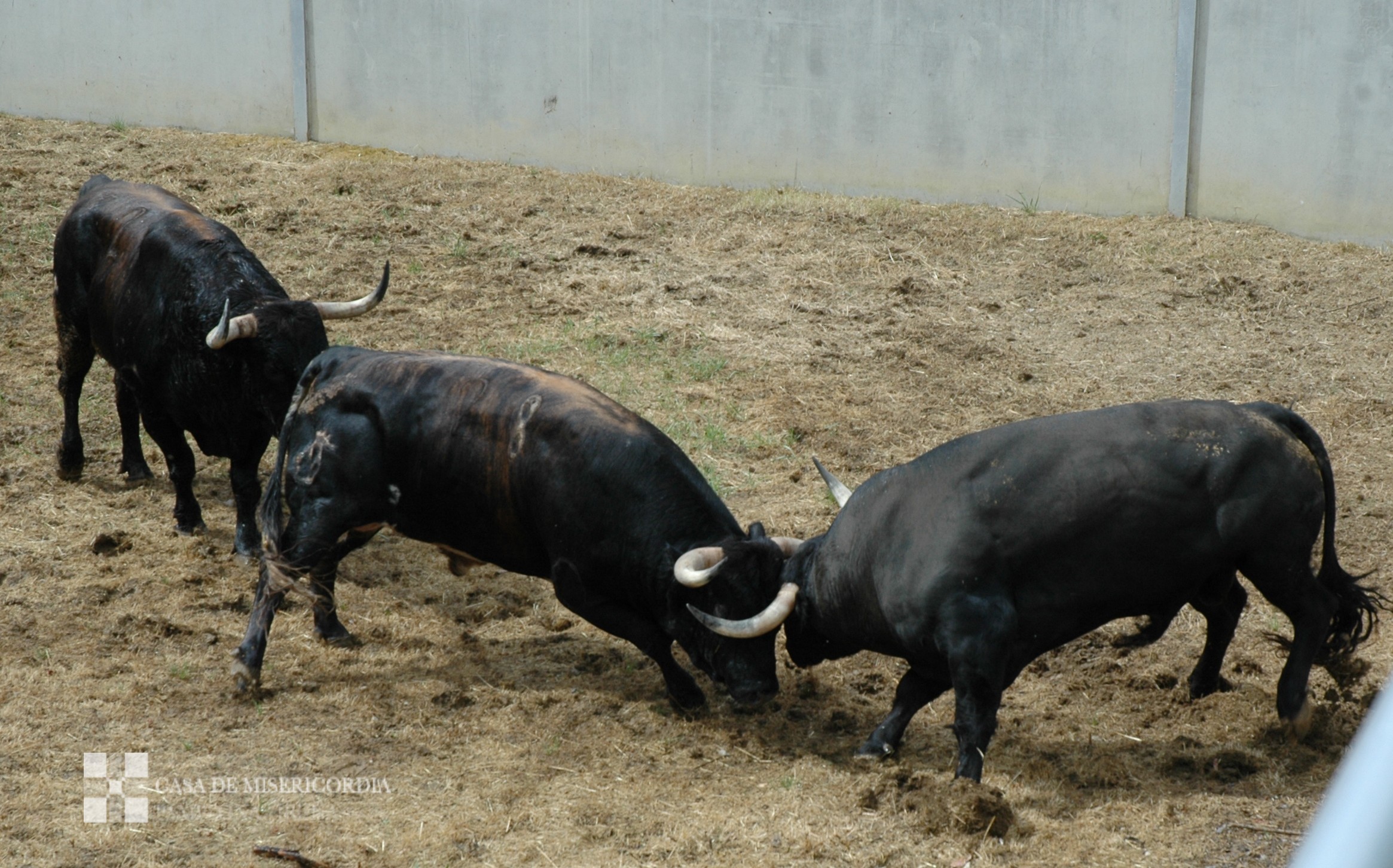Los toros de Dolores Aguirre primeros en los Corrales del Gas