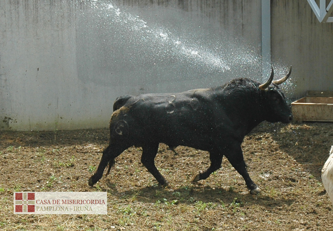 Toros de la Ganadería de Fuente Ymbro llegando a los Corrales del Gas de Pamplona, 30 junio 2018