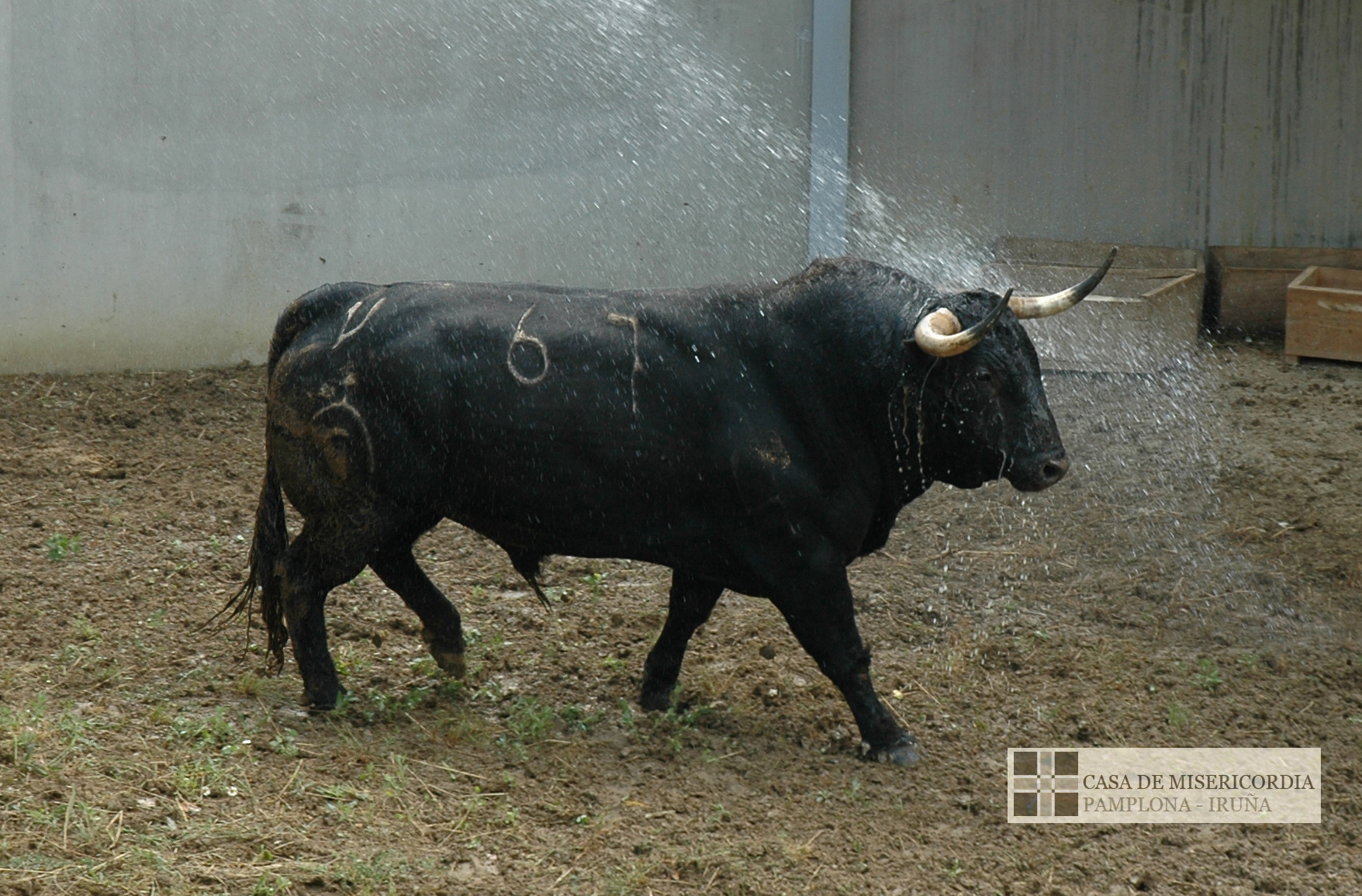 Toros de la Ganadería de Fuente Ymbro llegando a los Corrales del Gas de Pamplona, 30 junio 2018