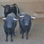 Toros de El capea en los corrales de la plaza de toros