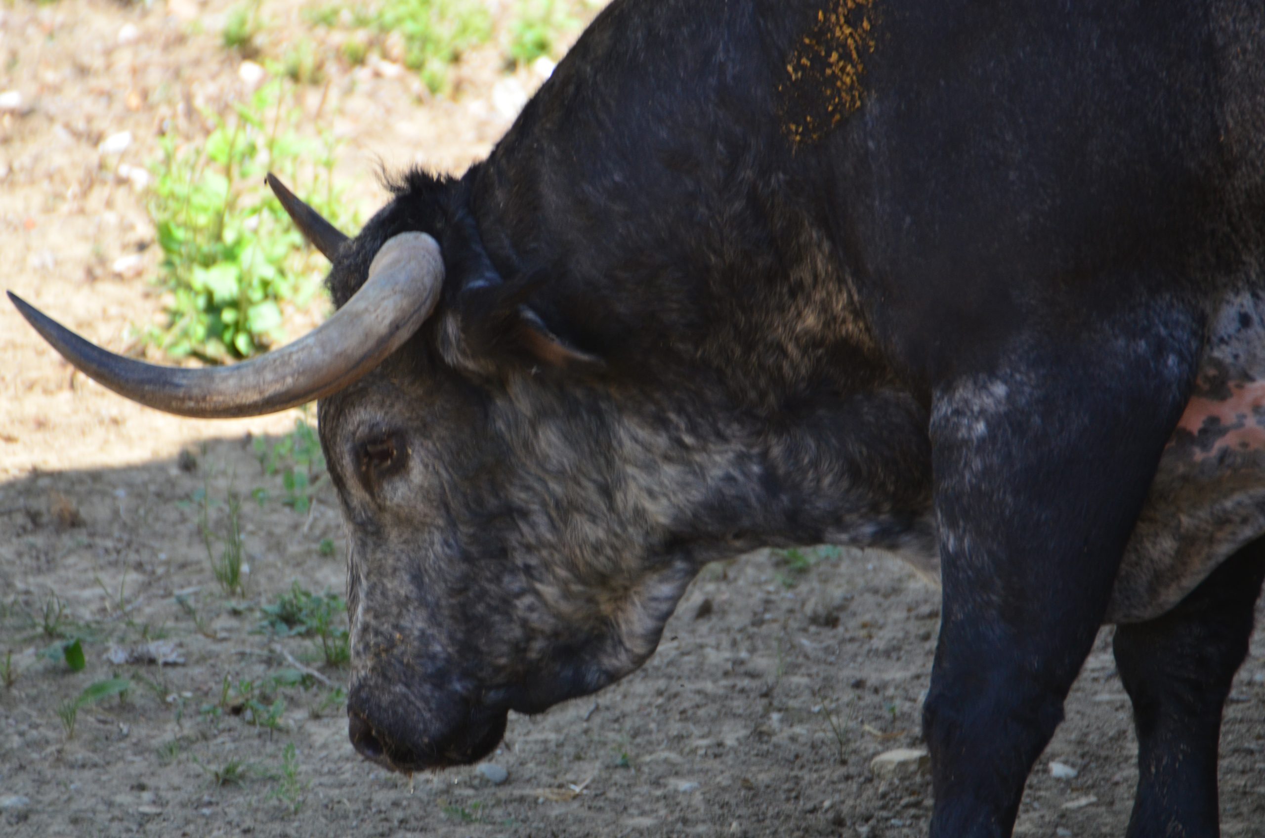 Toro de cebada gago en los Corrales del Gas